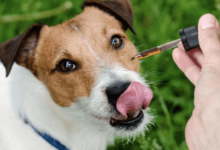 How to Use Cbd Oil for Dogs