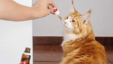 Can a Cat Overdose on Cbd Oil