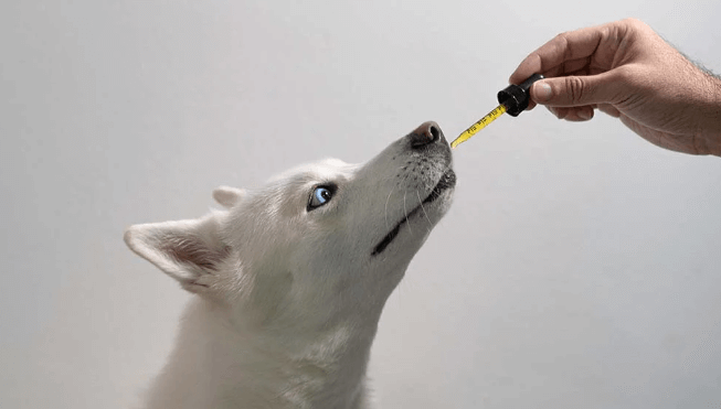 How Long Do Cbd Dog Treats Take to Work