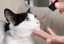 How to Give Cbd Oil to Cats