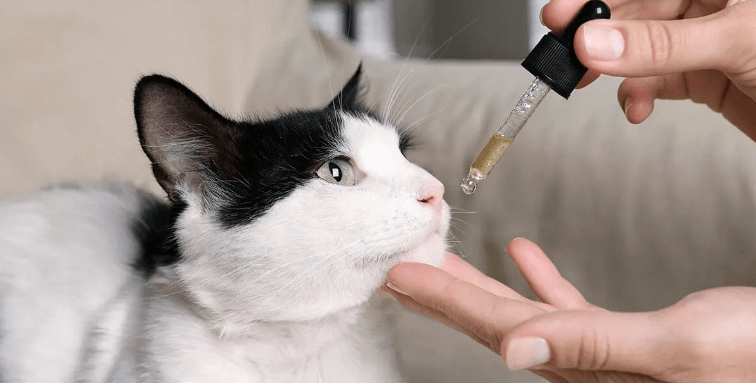 How to Give Cbd Oil to Cats