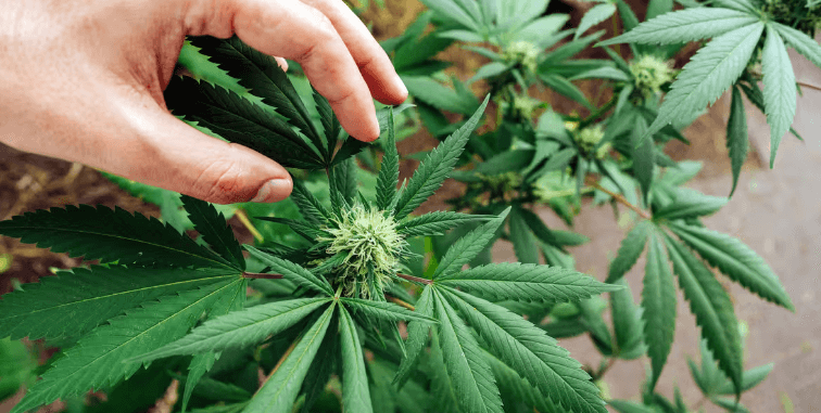 How to Grow Cbd Strains