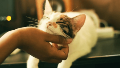 How Long Does Cbd Take to Work on Cats