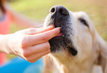 How to Give Dogs Cbd Oil