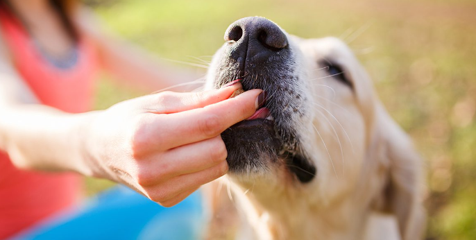 How to Give Dogs Cbd Oil