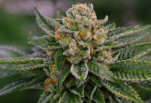 What Is Cbd Flower