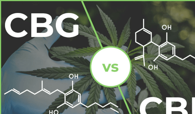 What Is Cbg Vs Cbd