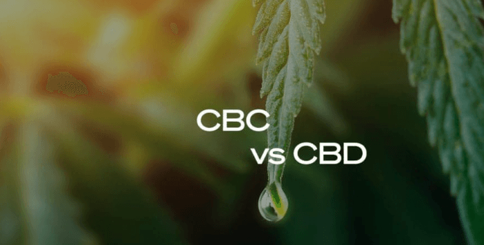 What Is Cbc Vs Cbd