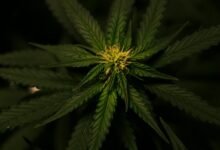 cbd derived from hemp