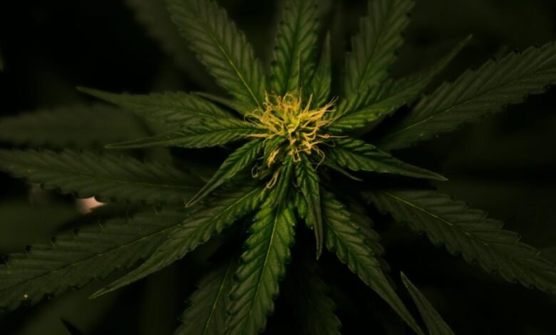 cbd derived from hemp
