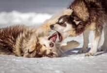cbd effects on dogs