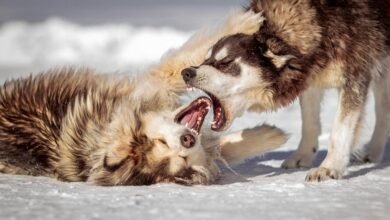 cbd effects on dogs
