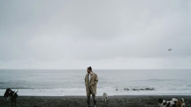 cbd for dog anxiety