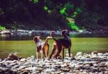 cbd for dog barking
