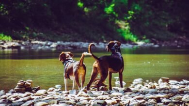 cbd for dog barking