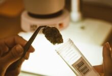 cbd gummies production process