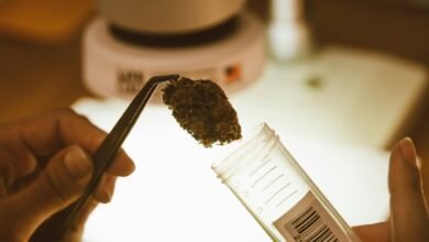 cbd gummies production process