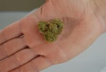 cbd odor characteristics explained