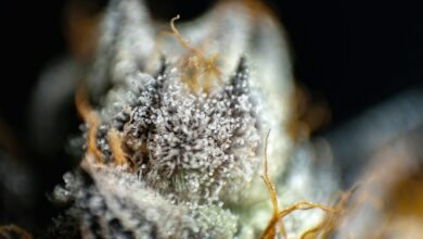 cbd versus cbda comparison