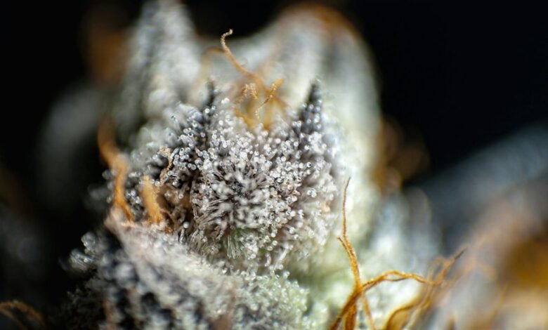 cbd versus cbda comparison