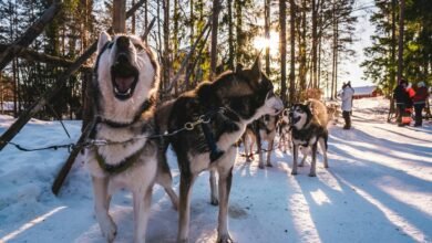 dogs and human cbd