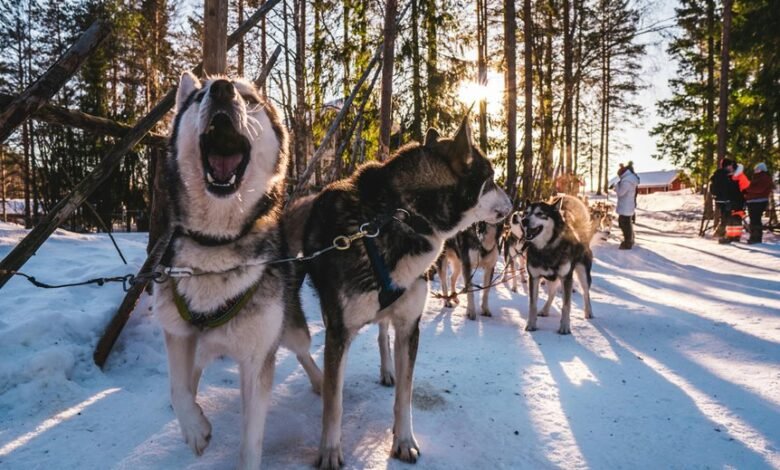 dogs and human cbd