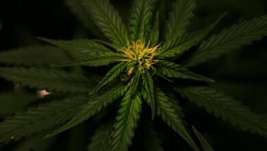 hemp versus cbd comparison