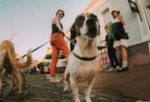 pet cbd versus human cbd