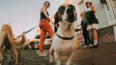 pet cbd versus human cbd