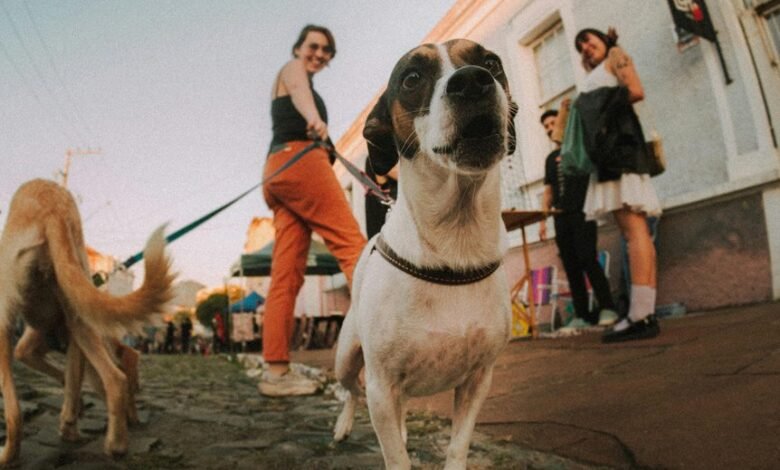 pet cbd versus human cbd