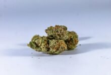 pure cbd extraction form