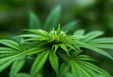 thc content in cbd weed
