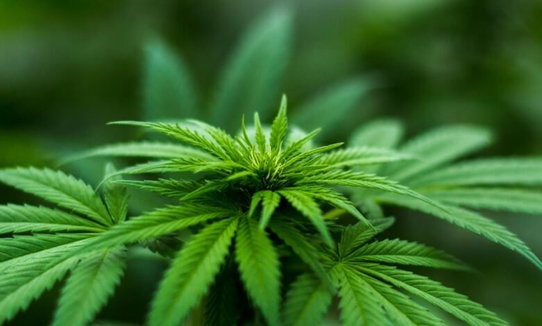 thc duration in system