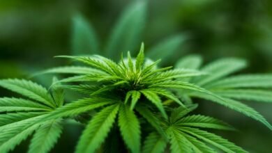 thc duration in system