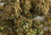 Stand Out Locally with a Cannabis Marketing Agency Partner