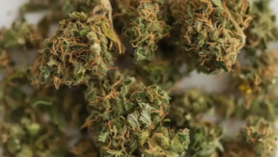 Stand Out Locally with a Cannabis Marketing Agency Partner
