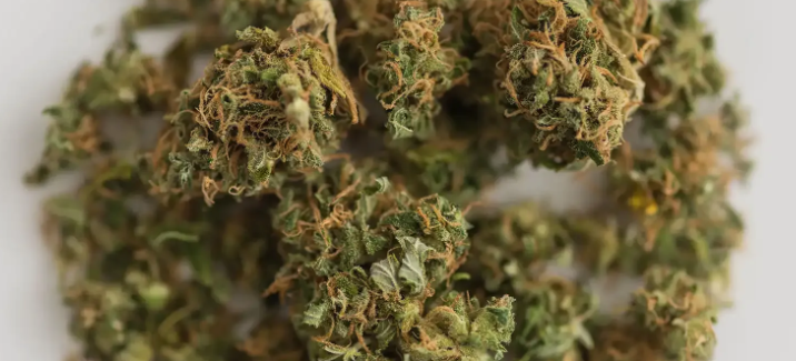 Stand Out Locally with a Cannabis Marketing Agency Partner