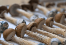 How to Store Magic Mushrooms: Keeping Them Potent and Fresh