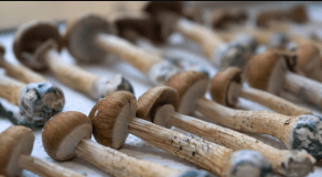 How to Store Magic Mushrooms: Keeping Them Potent and Fresh